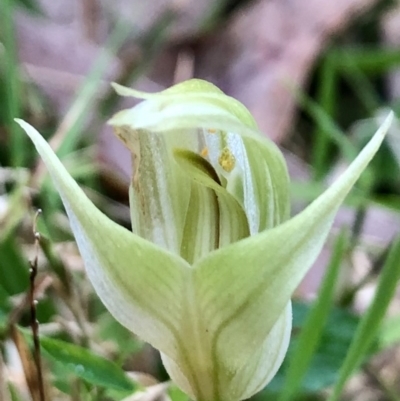 Pterostylis curta (Blunt Greenhood) at Wattamolla, NSW - 17 Sep 2020 by WattaWanderer