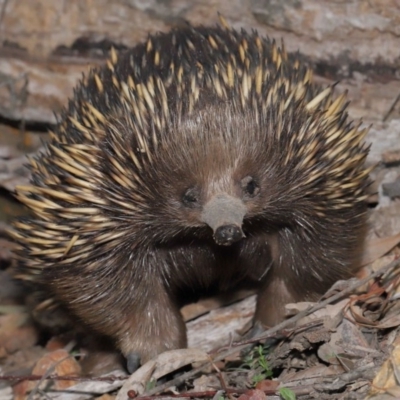 Tachyglossus aculeatus (Short-beaked Echidna) at ANBG - 18 Sep 2020 by TimL