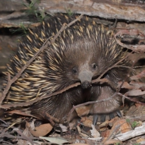 Tachyglossus aculeatus at Downer, ACT - 18 Sep 2020 01:25 PM