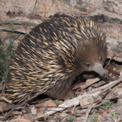 Tachyglossus aculeatus at Downer, ACT - 18 Sep 2020 01:25 PM