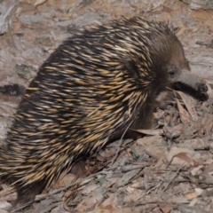 Tachyglossus aculeatus at Downer, ACT - 18 Sep 2020 01:25 PM