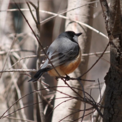 Pachycephala rufiventris (Rufous Whistler) at Springdale Heights, NSW - 13 Sep 2020 by PaulF