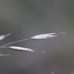 Rytidosperma pallidum (Red-anther Wallaby Grass) at O'Connor, ACT - 18 Sep 2020 by ConBoekel