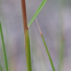 Rytidosperma pallidum at O'Connor, ACT - 18 Sep 2020