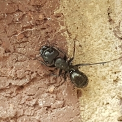 Camponotus nigroaeneus (Sugar ant) at Holt, ACT - 19 Sep 2020 by trevorpreston