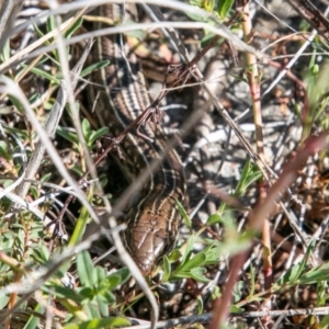 Ctenotus robustus at Chapman, ACT - 16 Sep 2020