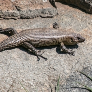 Egernia cunninghami at Chapman, ACT - 16 Sep 2020