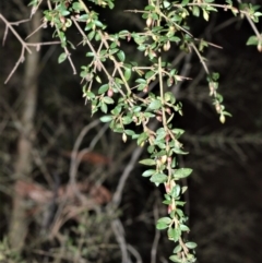 Coprosma quadrifida (Prickly Currant Bush, Native Currant) at Meryla State Forest - 19 Sep 2020 by plants