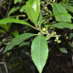 Hedycarya angustifolia (Austral Mulberry) at Fitzroy Falls - 19 Sep 2020 by plants