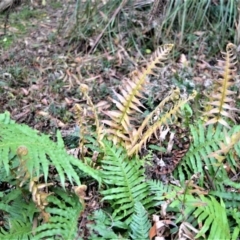 Blechnum cartilagineum (Gristle Fern) at Fitzroy Falls, NSW - 19 Sep 2020 by plants