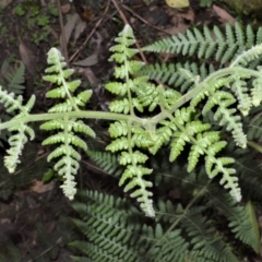 Hypolepis glandulifera (Downy Ground Fern) at Meryla State Forest - 19 Sep 2020 by plants