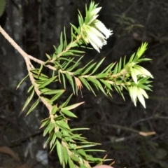 Epacris calvertiana at Fitzroy Falls, NSW - 19 Sep 2020 by plants