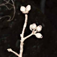 Eucalyptus piperita (Peppermint Stringybark) at Meryla State Forest - 19 Sep 2020 by plants