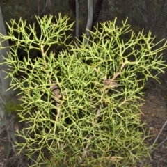 Petrophile sessilis (Conesticks) at Fitzroy Falls - 19 Sep 2020 by plants