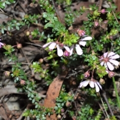 Bauera rubioides (Wiry Bauera) at Meryla State Forest - 19 Sep 2020 by plants