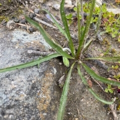 Microseris walteri (Yam Daisy, Murnong) at Tuggeranong DC, ACT - 18 Sep 2020 by jks