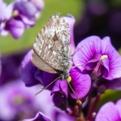 Theclinesthes serpentata (Saltbush Blue) at Chapman, ACT - 16 Sep 2020 by SWishart