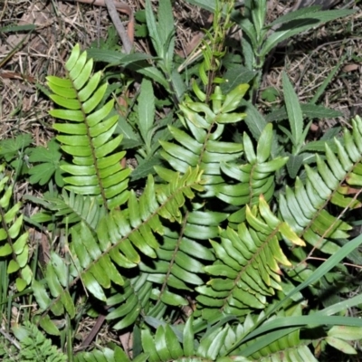 Pellaea falcata (Sickle Fern) at Werai - 19 Sep 2020 by plants