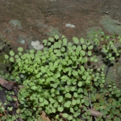 Adiantum aethiopicum (Common Maidenhair Fern) at Werai - 18 Sep 2020 by plants