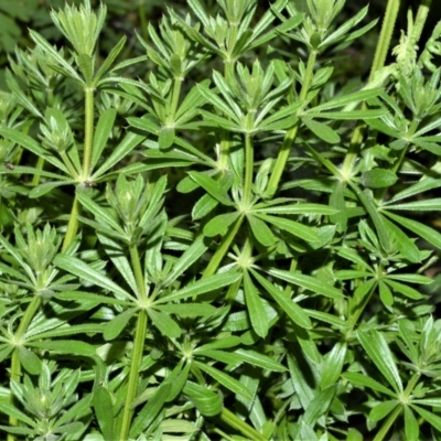 Galium aparine (Goosegrass, Cleavers) at Exeter, NSW - 19 Sep 2020 by plants