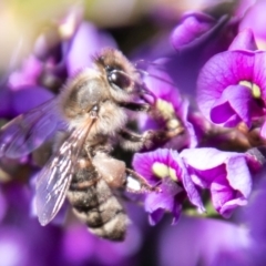 Apis mellifera (European honey bee) at Chapman, ACT - 16 Sep 2020 by SWishart