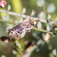 Trichocolletes sp. (genus) (Spring Bee) at Cooleman Ridge - 16 Sep 2020 by SWishart