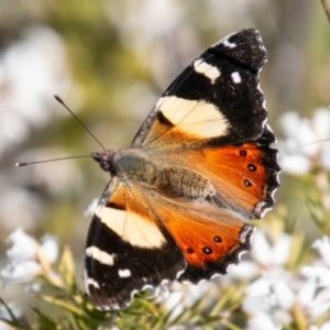 Vanessa itea at Chapman, ACT - 16 Sep 2020 10:25 AM