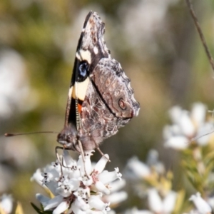 Vanessa itea at Chapman, ACT - 16 Sep 2020 10:25 AM