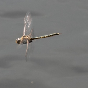 Hemicordulia tau at Stromlo, ACT - 16 Sep 2020