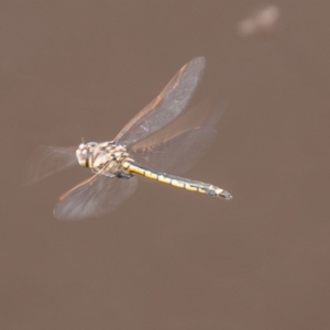 Hemicordulia tau at Stromlo, ACT - 16 Sep 2020