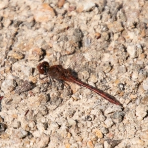 Diplacodes bipunctata at Stromlo, ACT - 16 Sep 2020 11:03 AM