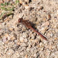 Diplacodes bipunctata at Stromlo, ACT - 16 Sep 2020 11:03 AM