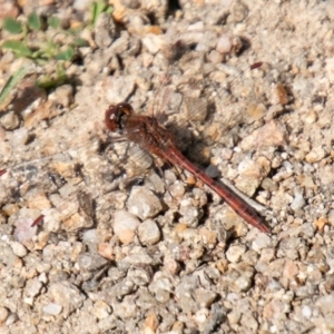 Diplacodes bipunctata at Stromlo, ACT - 16 Sep 2020