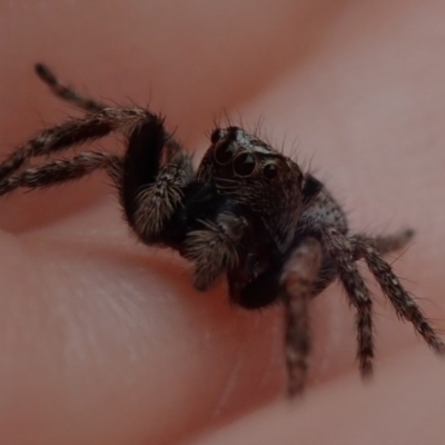 Servaea narraweena (A jumping spider) at Spence, ACT - 19 Sep 2020 by Laserchemisty