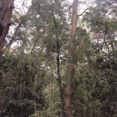 Exocarpos cupressiformis (Cherry Ballart) at Wattamolla, NSW - 17 Sep 2020 by WattaWanderer