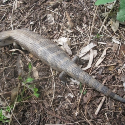 Tiliqua scincoides scincoides (Eastern Blue-tongue) at Cook, ACT - 19 Sep 2020 by dwise