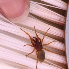 Dysdera crocata (Slater-eating Spider) at Thurgoona, NSW - 14 Sep 2020 by Hendyks