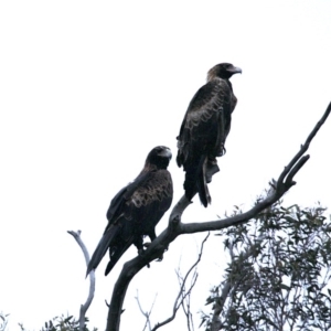 Aquila audax at Majura, ACT - suppressed