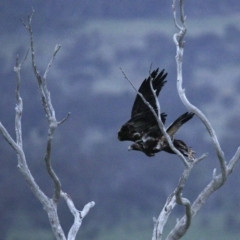 Aquila audax at Majura, ACT - suppressed