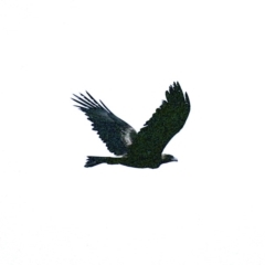 Aquila audax at Majura, ACT - suppressed