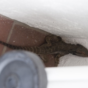 Pogona barbata at Red Hill, ACT - suppressed