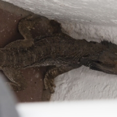 Pogona barbata at Red Hill, ACT - suppressed