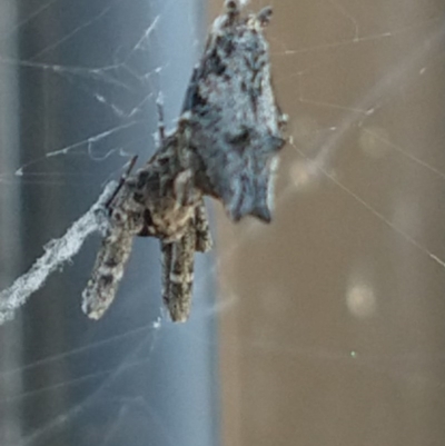 Philoponella congregabilis (Social house spider) at Greenleigh, NSW - 19 Sep 2020 by LyndalT