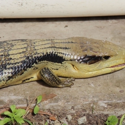 Tiliqua scincoides scincoides (Eastern Blue-tongue) at Wallaga Lake, NSW - 4 Sep 2020 by JoyGeorgeson