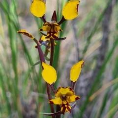 Diuris pardina (Leopard Doubletail) at Denman Prospect, ACT - 18 Sep 2020 by AaronClausen