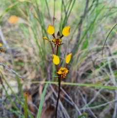 Diuris pardina at Denman Prospect, ACT - 19 Sep 2020