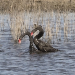 Cygnus atratus (Black Swan) at Michelago, NSW - 28 May 2020 by Illilanga