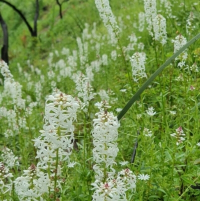 Stackhousia monogyna (Creamy Candles) at Rocky Hall, NSW - 17 Sep 2020 by JoyGeorgeson