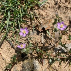 Spergularia rubra at Hughes, ACT - 19 Sep 2020