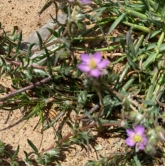 Spergularia rubra at Hughes, ACT - 19 Sep 2020